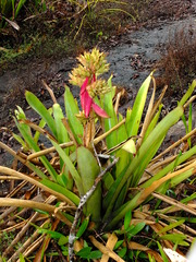 Aechmea aquilega