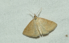 Psammotis pulveralis