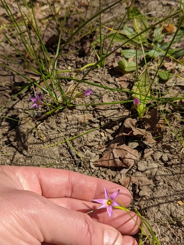 Romulea rosea