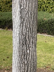 Liquidambar styraciflua