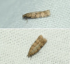 Pseudotelphusa paripunctella