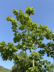 Firmiana simplex