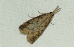 Schoenobius gigantella