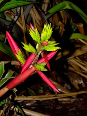 Aechmea aquilega