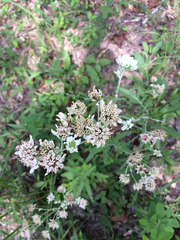 Hymenopappus