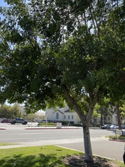 Cupaniopsis anacardioides