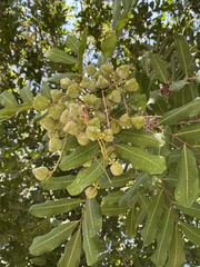 Cupaniopsis anacardioides