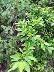 Maclura tricuspidata