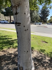 Cupaniopsis anacardioides