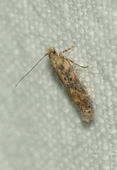 Scrobipalpa ocellatella