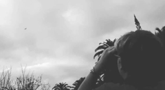 Pterodroma arminjoniana