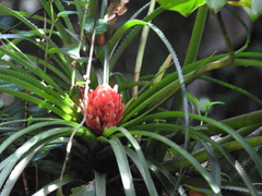 Aechmea longifolia