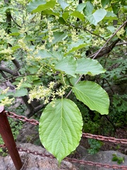 Magnoliopsida