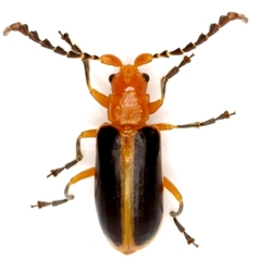 Phyllobrotica physostegiae