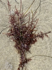 Gelidium robustum