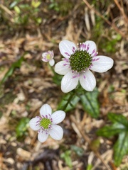 Knowltonia hepaticifolia