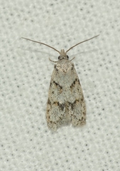 Symmoca signatella