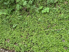 Trachelospermum asiaticum
