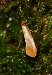 Tinea semifulvella