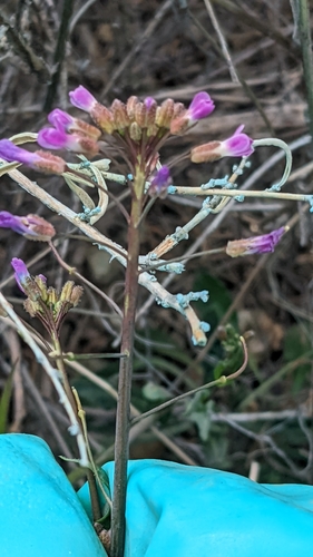 Image of Perennial Rockcress (Boechera perennans) by (c) Darrin Gobble, some rights reserved (CC BY)