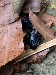 Plethodon cylindraceus