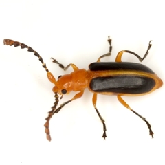 Phyllobrotica physostegiae
