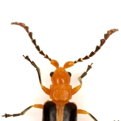 Phyllobrotica physostegiae