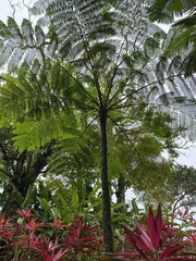 Cyathea cunninghamii
