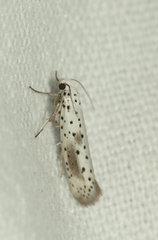 Yponomeuta irrorellus