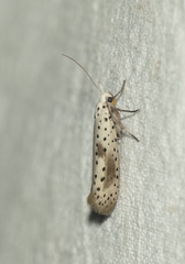 Yponomeuta irrorellus