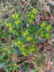 Euphorbia