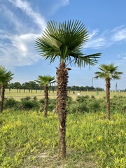 Trachycarpus fortunei