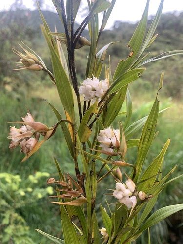 Elleanthus albiflorus Dudek, Baranow, Kolan. & Rykacz. 2