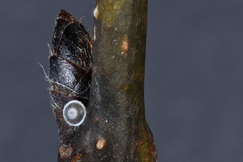 White-letter Hairstreak