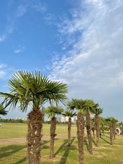 Trachycarpus fortunei