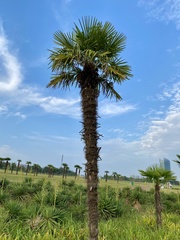 Trachycarpus fortunei