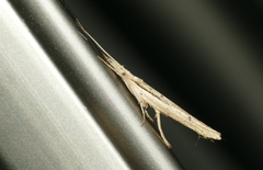 Ypsolopha mucronella