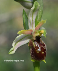 Ophrys exaltata archipelagi