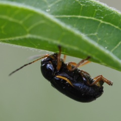 Cryptocephalus flavipes