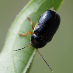 Cryptocephalus flavipes