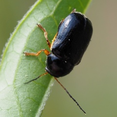 Cryptocephalus flavipes