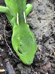 Naultinus elegans