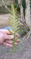 Polypodium