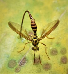 Toxotrypana curvicauda