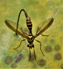 Toxotrypana curvicauda