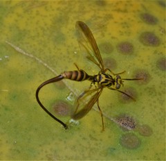 Toxotrypana curvicauda