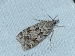 Scoparia basistrigalis