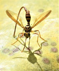 Toxotrypana curvicauda