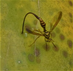 Toxotrypana curvicauda