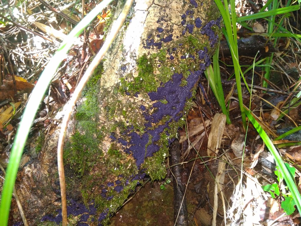 Terana coerulea · May 2018 · photo: © cristianriquelme (iNaturalist, cc-by)